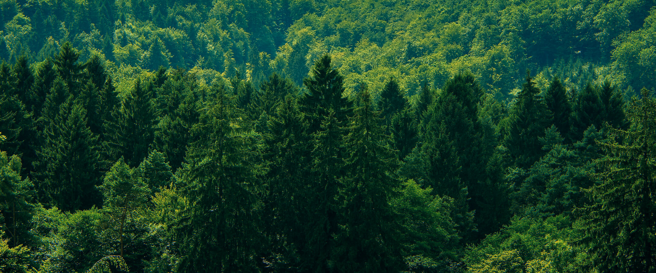 Yesil Dunya D (1)